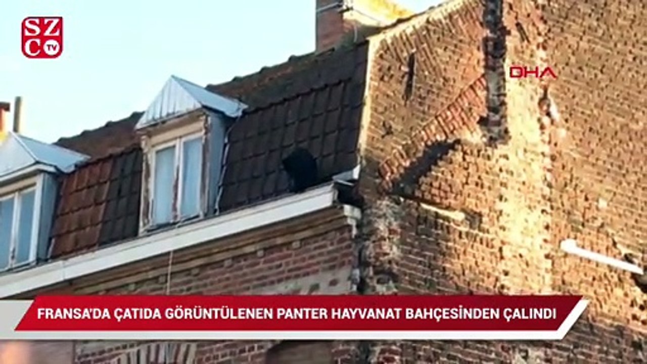 Fransa'da çatıda görüntülenen panter hayvanat bahçesinden çalındı