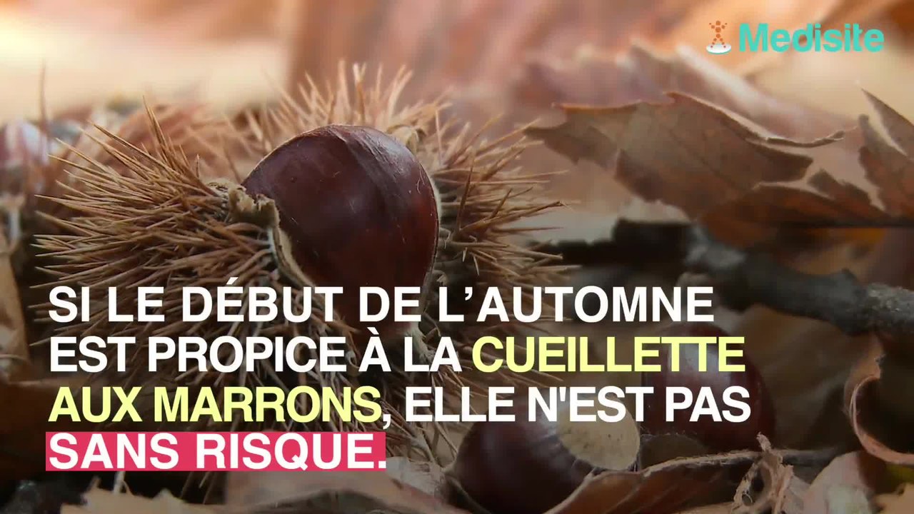 Châtaignes et marrons : un risque d'intoxication alimentaire