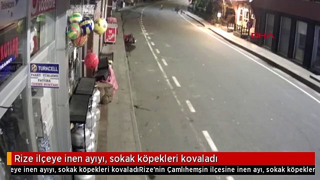 Rize ilçeye inen ayıyı, sokak köpekleri kovaladı