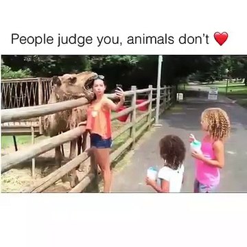 Découvrez le tableau tendresse animaux/humain . Regardez cette série de vidéo qui montre des moments de tendresse entre les animaux et les humains.