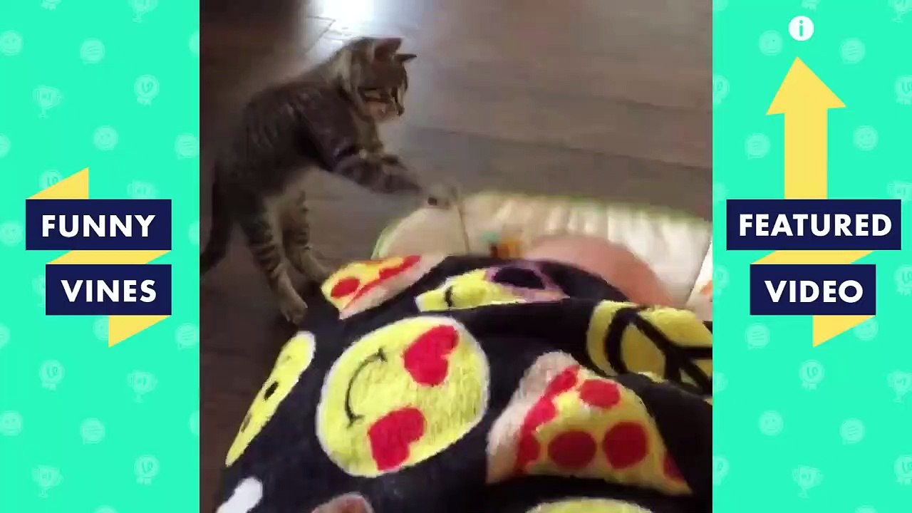 TRY NOT TO LAUGH - FUNNY CAT Videos | December 2018