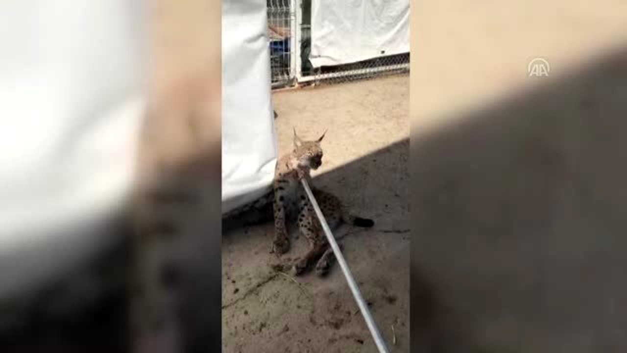 Silahla vurulan yaralı vaşak kurtarılamadı
