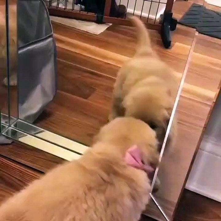 La réaction de ce chiot qui se voit pour la première fois dans la glace vaut de l'or