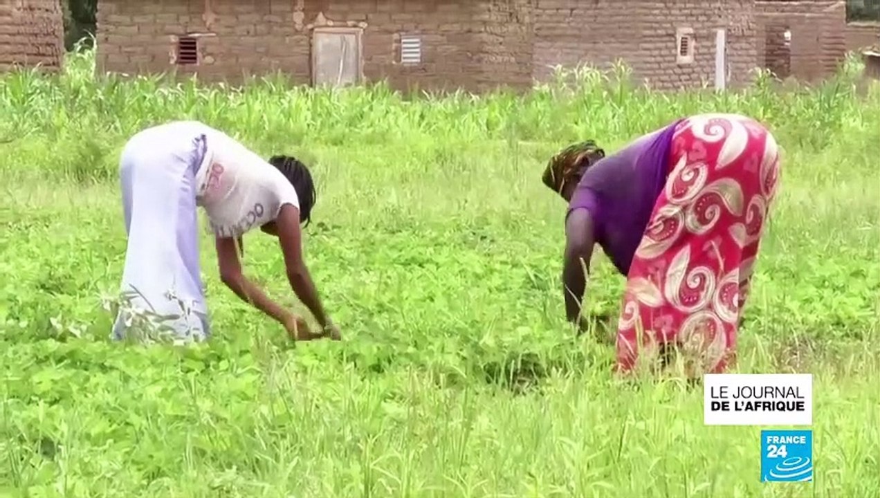 Lutte contre le paludisme : au Burkina Faso, des moustiques génétiquement modifiés