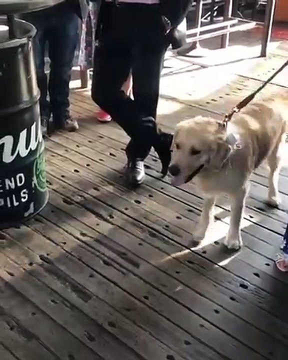 Insolite ! Ce chien s'invite au mariage de ce couple, et leur réaction a conquis le coeur des internautes