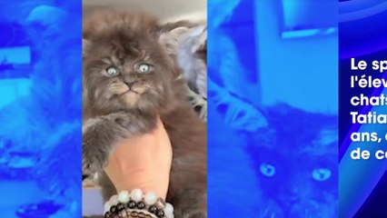 Ce chaton ressemblant à un loup-garou fait le tour du web