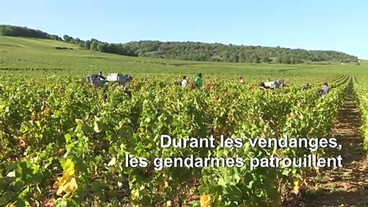 En Bourgogne, les gendarmes traquent les voleurs de raisin