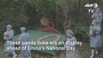 Panda cubs join China's anniversary celebrations