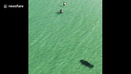 Manatee gives swimmers a shock and scares them back to shore in Florida