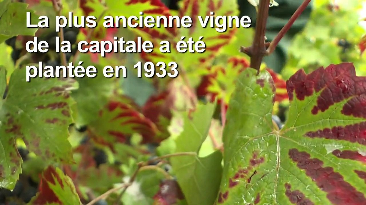 Les vignes de Montmartre vendangées à Paris