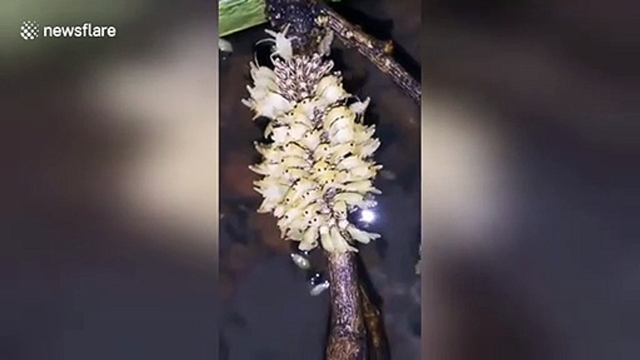 Timelapse shows hundreds of water bugs used for essential oils hatch