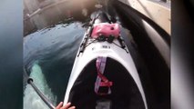 Baleia-branca devolve GoPro que caiu acidentalmente ao fundo do mar