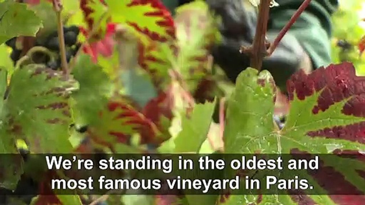 Grape harvest in Montmartre at the foot of the Sacré-Coeur
