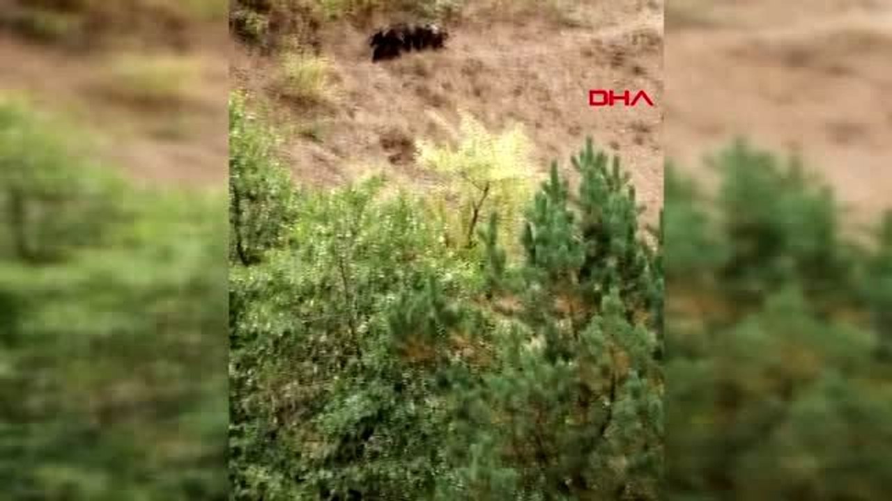 Anne ayı ve yavrularının yiyecek arayışı kamerada