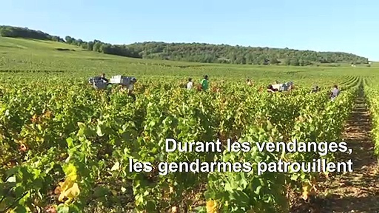 En Bourgogne, les gendarmes traquent les voleurs de raisin
