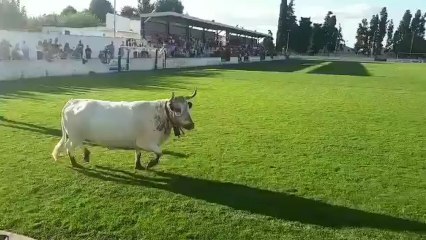 La primera edición de la "Caca de la vaca" del Club Deportivo Cortés
