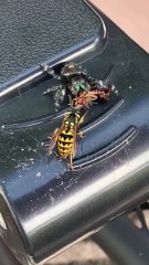 Jumping Spider Steals Snack