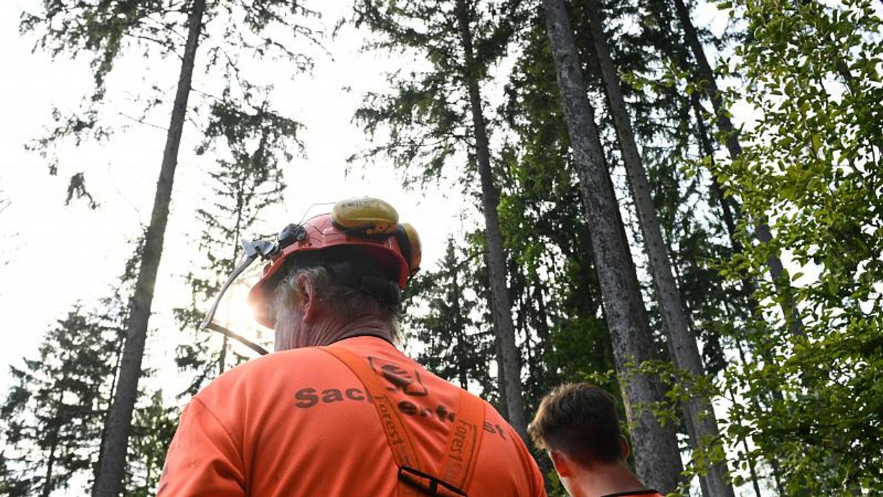 800 Millionen Euro für die Rettung deutscher Wälder