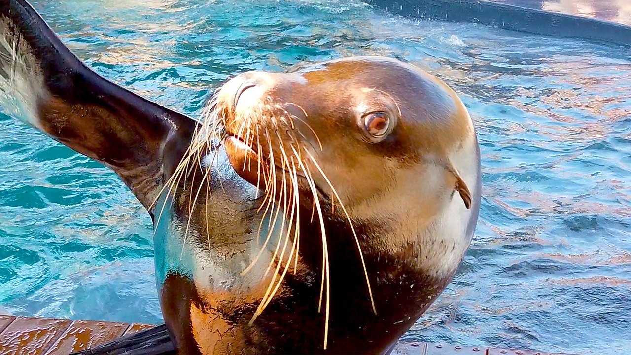 Meet Crockett the California Sea Lion at Wildlife World Zoo
