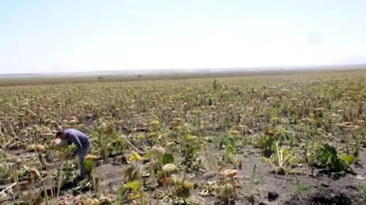 Bulanık'ta ayçiçeği hasadı