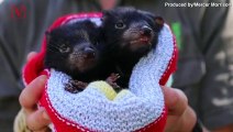 Eight Tasmanian Devil Joeys Introduced into Australian Wildlife Park