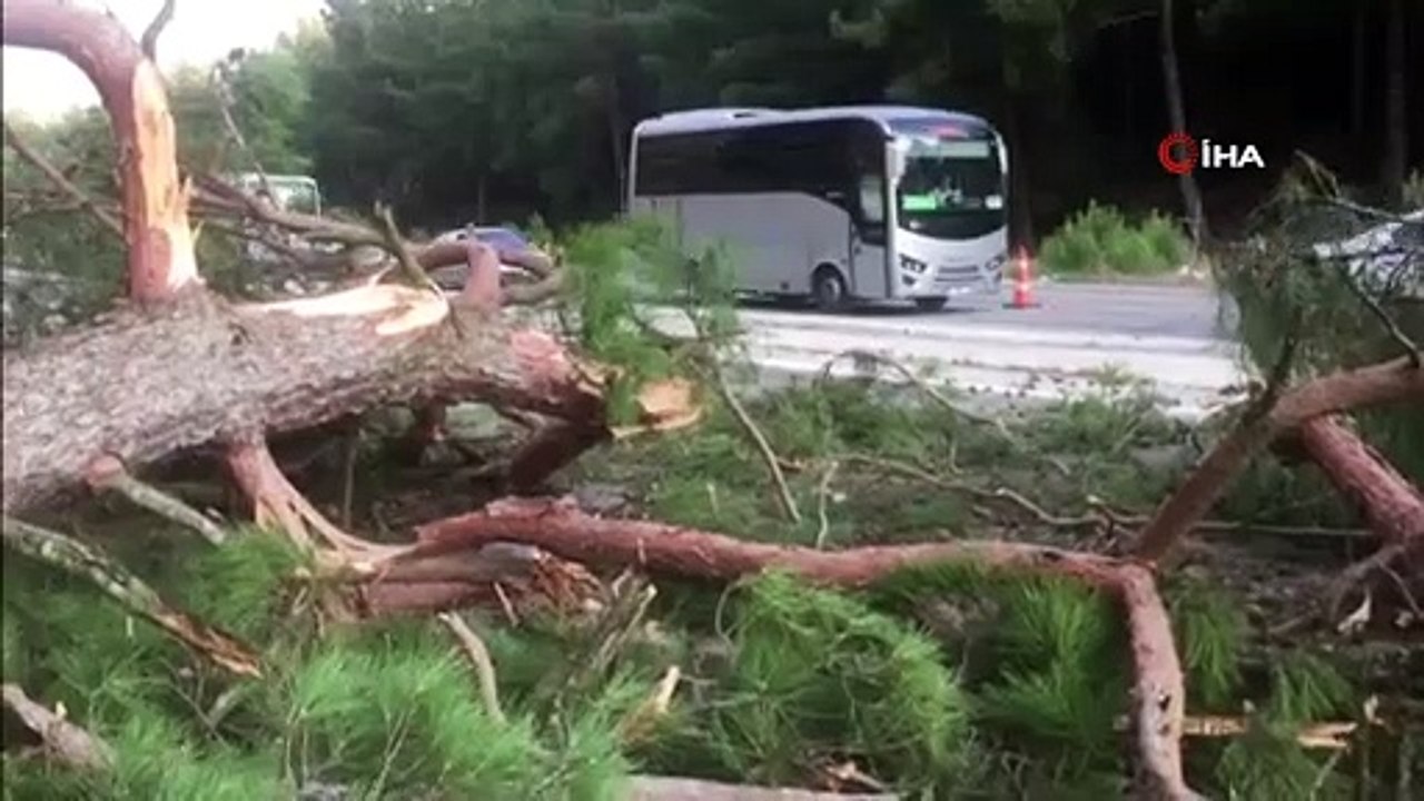 Karayolunda faciaya ramak kala... Polislerin içinde bulunduğu otomobilin üzerine çam ağacı devrildi