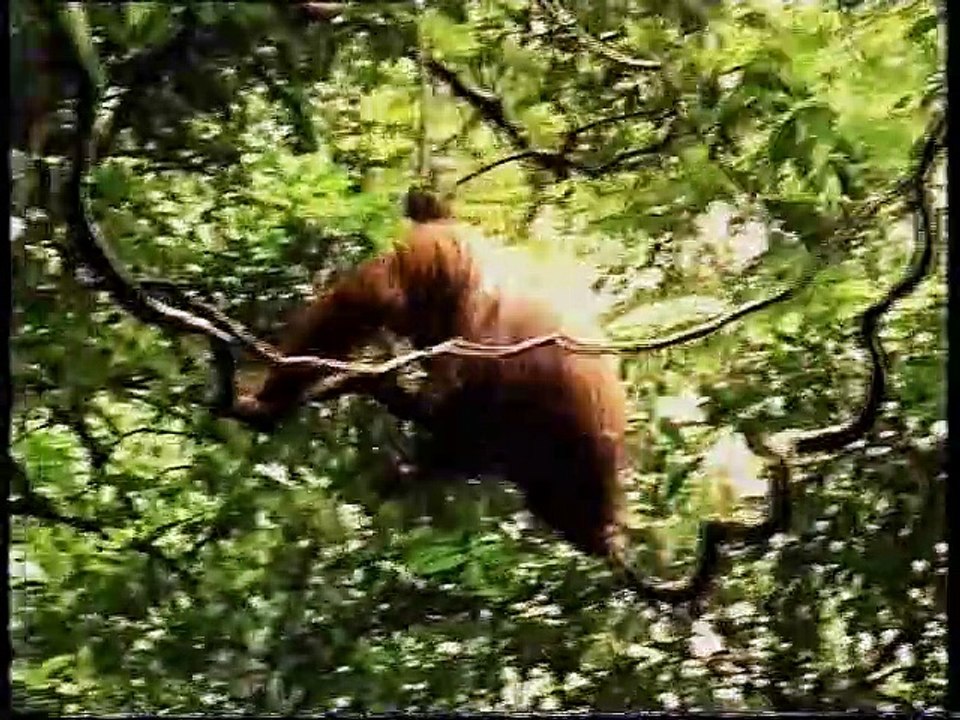 The Family Life of Animals - The Road to Independence (1998 UK VHS)