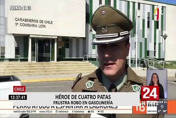 Chile: héroe de cuatro patas frustra robo en gasolinería