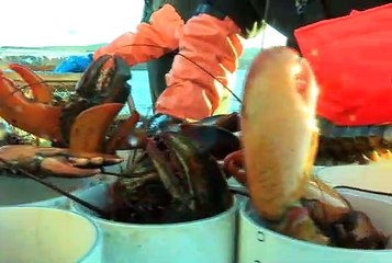 Pêche automnale : Listuguj se fait couper l'herbe sous le pied