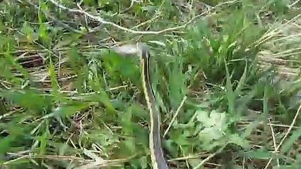 Скачать видео: Ce petit serpent est venu voler le poisson peché par cet enfant