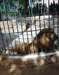 Parc de Hann - Quand Pawlish Mbaye essaye de charmer un lion