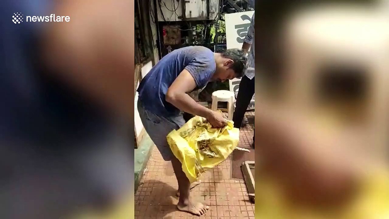 Sneaky PYTHON rescued from shopfront in western India