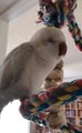 Parrot Sings Along With His Human