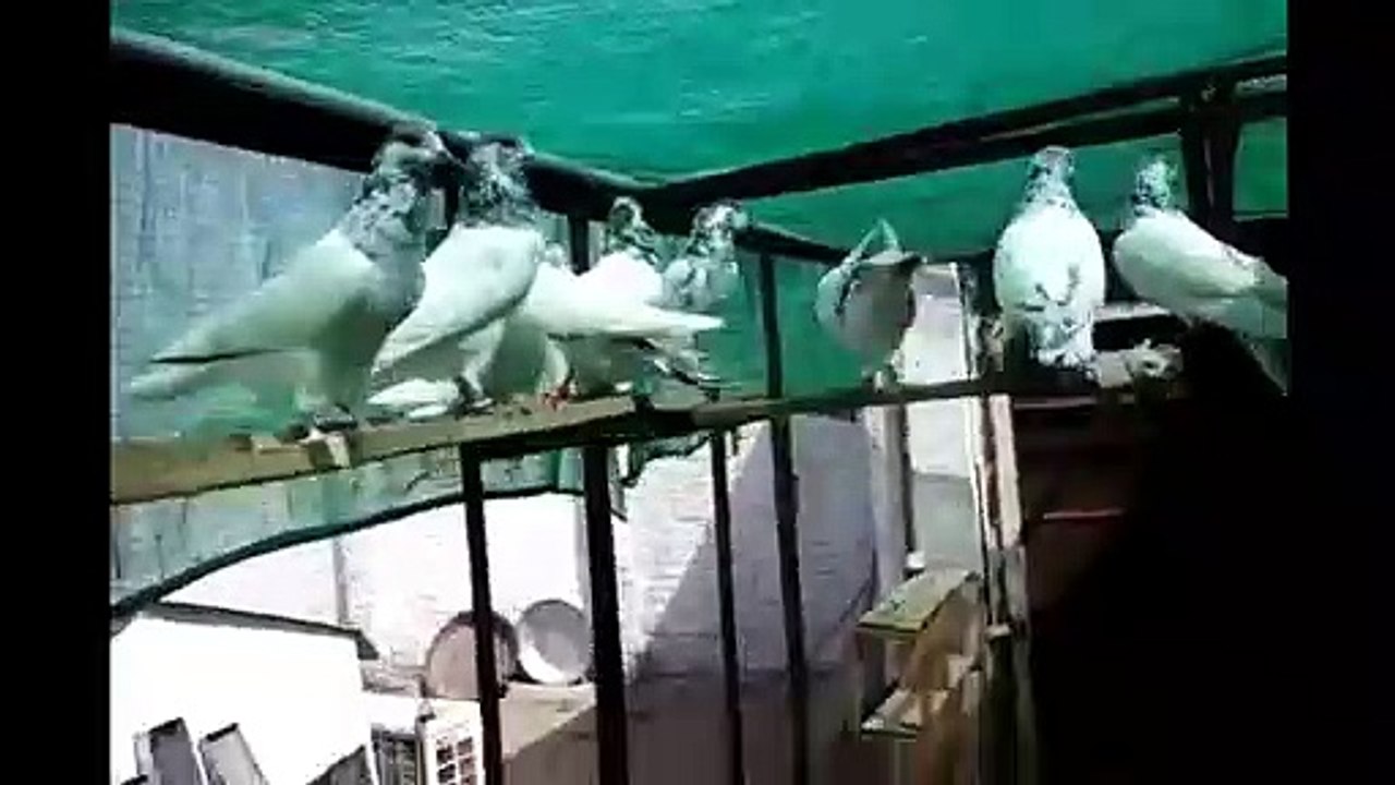 Batairy Kabotar Ki pahchan or Nasal K ashouq