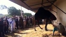 Qurbani Of Camel Part 1 | 2019 | Eid - e - Qurban