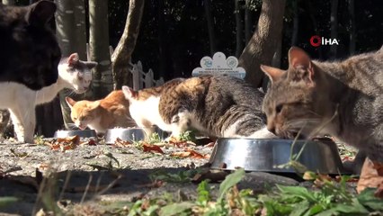 Türkiye'de ilk 'Kedi ve Köpek Mama Üretim Tesisi'