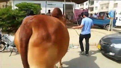 Qurbani Of Bull Part 1 | 2019 | Eid - e - Qurban