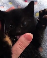 Quand un chaton mordille le pouce de sa maîtresse. Instant meugnon !