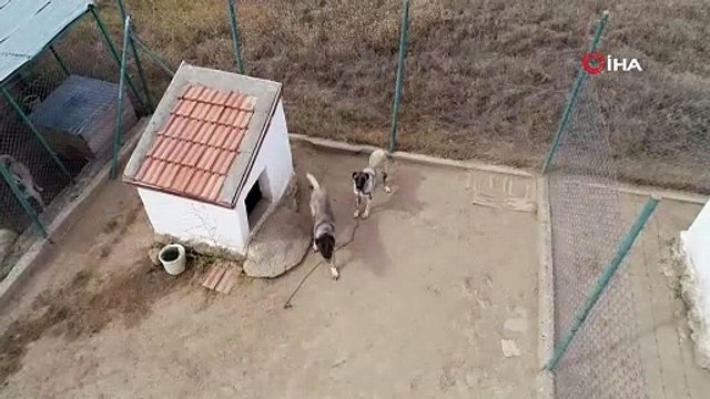 Lüks bir otomobil fiyatında, değeri dudak uçuklatıyor