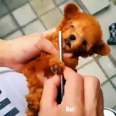 Découvrez la vedette du jour ! Son allure et son pelage en font un chien attachant... Vous allez craquer devant tant de charisme