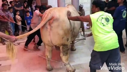 Qurbani Of Bull Part 1 | 2019 | Eid - e - Qurban