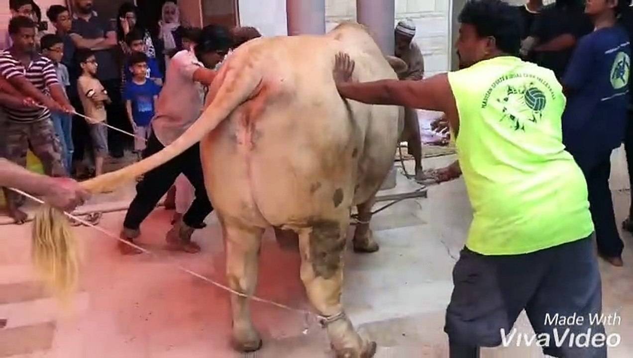 Qurbani Of Bull Part 1 | 2019 | Eid - e - Qurban