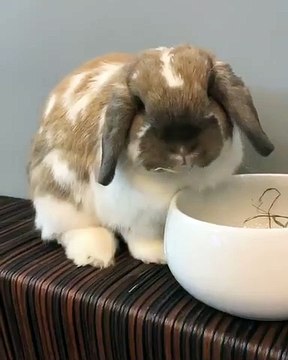 Savoureux ! Cette lapine prend son repas de bon cœur... De l'appétit à revendre