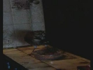 Picolo la boite de vers _NEW