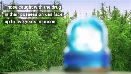 Drugs - The legalisation of cannabis