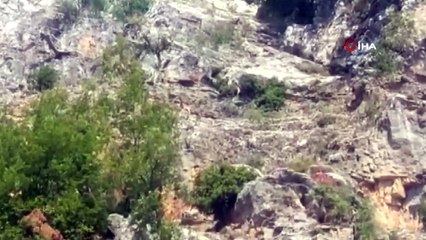 Nesli tükenmek üzere olan dağ keçileri böyle görüntülendi