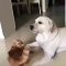 Amusant : Ce chien très patient se fait malmener par un félin trop taquin