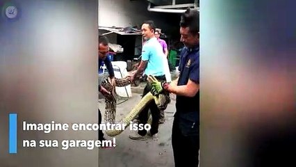 COBRA COM MAIS DE 5 METROS É RETIRADA DE GARAGEM