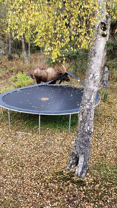 Moose Mangles the Trampoline