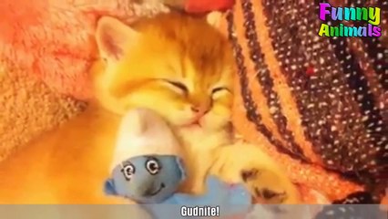 ♥Cutest Cat Ever - Most Adorable Kittens Compilation 2018♥ #6
